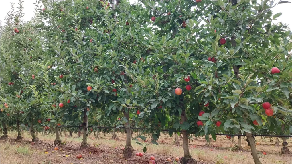 whatsapp image 2025 08 23 at 22.57.28